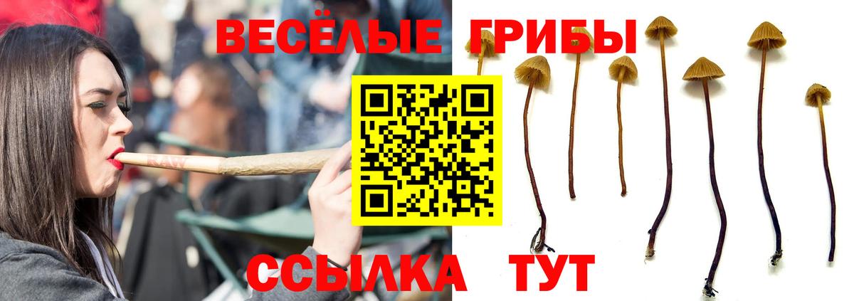 Ачинск  Псилоцибиновые грибы Cubensis  как найти   Вход с VPN 